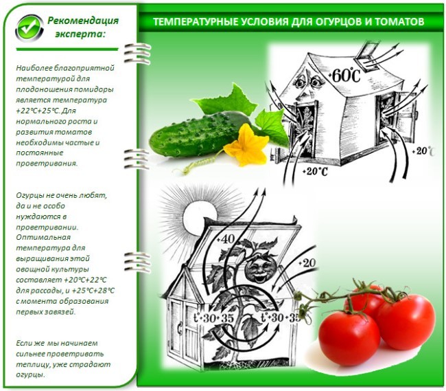 Условия выращивания помидора и огурца в теплице у себя на дачи 