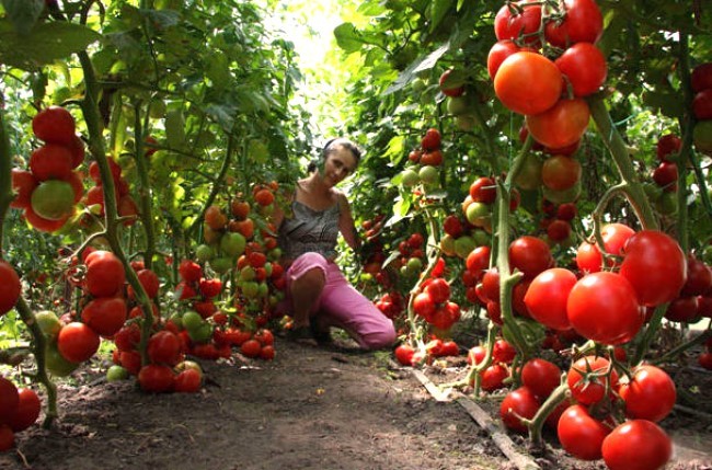 Выращиваем урожай помидоров в теплице