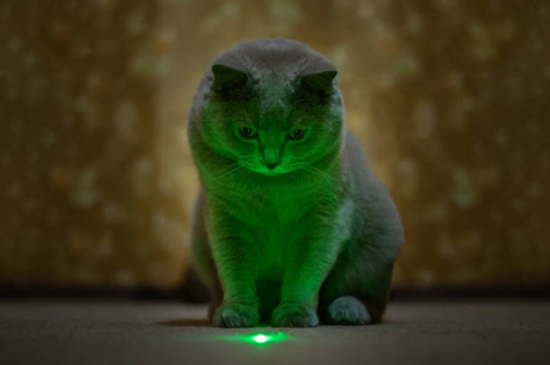 Как лазерная указка может навредить вашей кошке