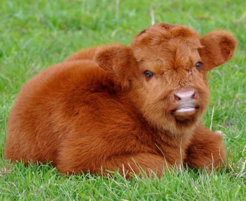 Мини-коровы – декоративная забава или новая тенденция в животноводстве?