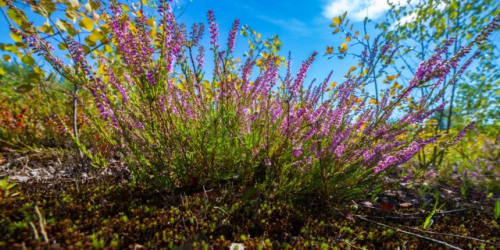 Растения-индикаторы кислой почвы: 10 культур, которые говорят об опасности