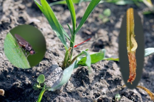 Вредители кукурузы: как обнаружить и избавиться