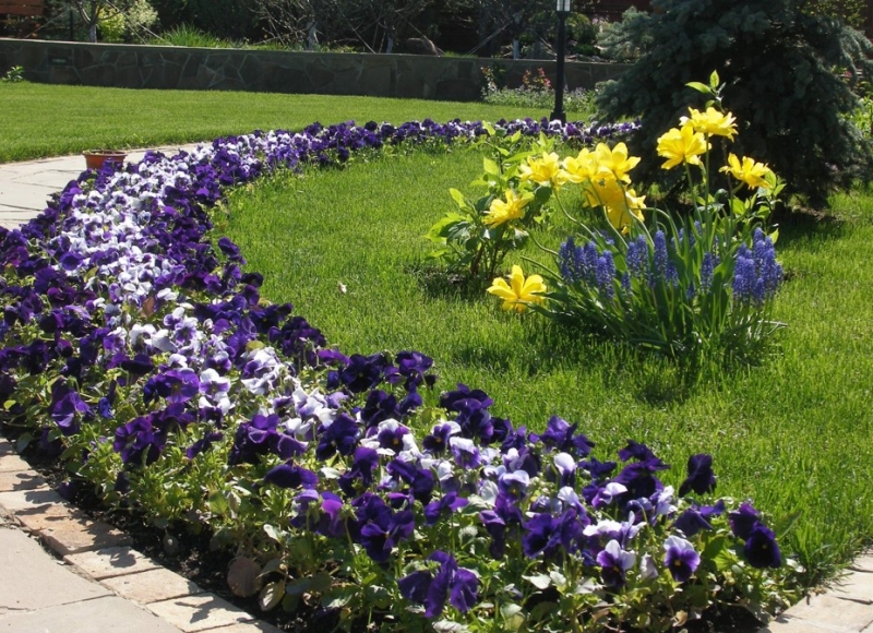 Цветущие растения для сада в тени: советы по выбору
